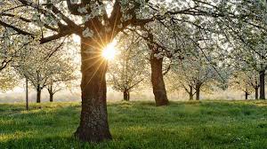Spring Is the Most Delightful Season