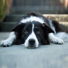 Best dog puzzles for border collies. Border Collies Doggear