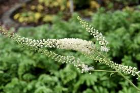 Image result for Acalypha racemosa