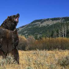 Whereas brown bears often maul a person and then leave, polar bear attacks are more likely to be predatory and are almost always fatal. 5 Of History S Deadliest Bear Attacks History