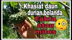 Terdapat banyak khasiat durian belanda. Khasiat Air Rebusan Daun Durian Belanda Fakta Atau Auta Youtube