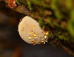 Image result for Ischnoderma resinosum