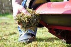 Moos Im Rasen Loswerden 4 Tipps Moos Im Rasen Gartenarbeit Gartentipps