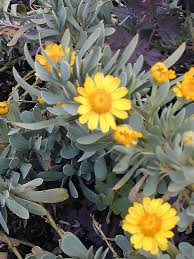 Image result for Hertia