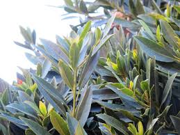 Japanese blueberry trees can be grown in tree and shrub forms. Elaeocarpus Decipiens Boething Treeland Farms