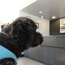 Is the abc clinic a good spay / neuter clinic? Abc Pet Clinic 28 Photos 149 Reviews Veterinarians 2259 San Ramon Valley Blvd San Ramon Ca Phone Number