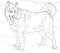 #huskies #husky #baby husky #siberian husky #punny #husky puppy #love. Alaskan Husky Coloring Page Free Printable Coloring Pages Dog Coloring Page Animal Coloring Pages Husky Dogs