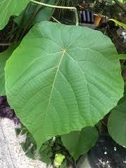 Image result for Macaranga schweinfurthii