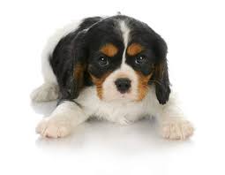 The main part of the prince of wales's role as heir to the throne is to support her majesty the for over fifty years, the prince of wales has used his unique position to champion action for a. King Charles Spaniel Charakter Wesen Welpen De