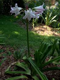 Image result for Crinum harmsii