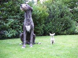Irish Wolfhound And Some Small Small Small Animal That My Be A Dog Irischer Wolfshund Wolf Hunde Wolfshund