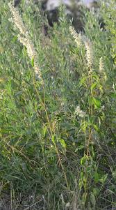 Image result for Cyathula uncinulata