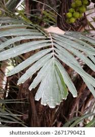 Image result for Cucumis engleri