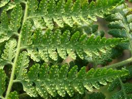 Image result for Microlepia speluncae