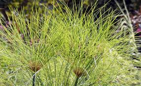 We did not find results for: Papyrus Cyperus Rempotage Entretien Arrosage
