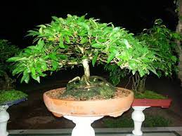 Bonsai Sri Lanka Publicacoes Facebook
