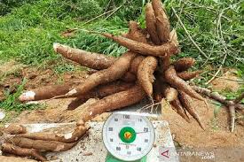 Namun, ubi kayu harus ditanam dengan baik dan benar sehingga ubi kayu yang dihasilkan memiliki kualitas yang baik. Dua Varietas Ubi Kayu Balitbangtan Tingkatkan Produktivitas Antara News