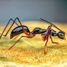 Image result for Gonatopus