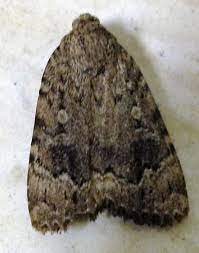 Webbing clothes moth larvae, not the adults, are responsible for destroying clothing. Large Gray Moth Found In Basement Amphipyra Pyramidoides Bugguide Net