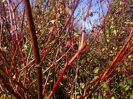 Image result for Fagopyrum snowdenii