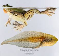 Image result for Synandrodaphne paradoxa