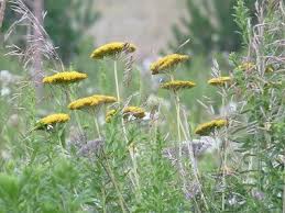 Pin On Nature Notebook
