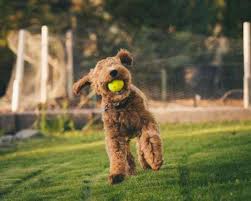 The females should mature anywhere from to pounds. Sunshine Acres Sunshine Acres Goldendoodles An Experienced Goldendoodle Breeder Of Goldendoodle Puppies For Sale