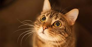 We did not find results for: Neuer Therapieansatz Gegen Katzenallergie Hilfsstoff Konnte Die Hyposensibilisierung Gegen Das Katzenallergen Erfolgreicher Machen Scinexx De