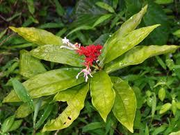 Image result for Rauvolfia mombasiana