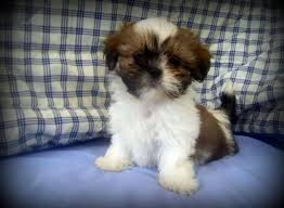 Ohio has a significant number of shih tzu that end up in sheiters and we are dedicated to reducing and. Stunning Shih Tzu Puppies For Sale In Buffalo New York Classified Americanlisted Com