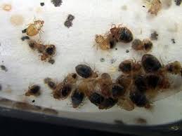They're sneaky, hard to find, and can pose potential health risks bed bugs can be difficult to eradicate; Control Of Bed Bugs In Residences Information For Pest Management Companies Let S Beat The Bed Bug