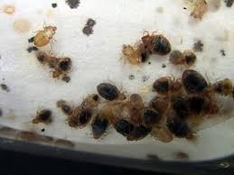 If it sounds too good to be true, then it probably is. Control Of Bed Bugs In Residences Information For Pest Management Companies Let S Beat The Bed Bug
