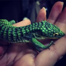 Argentine Black And White Tegu For Sale Near Me Our Beautiful Mexican Alligator Lizard Or Abronia Lizard Lizard Reptiles Pet Reptiles