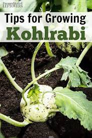 By vicki mattern german for cabbage turnip, kohlrabi is a member of the. Tips For Growing Kohlrabi In Your Garden Including How To Grow Kohlrabi From Seeds How To Care For Kohlrabi Seedl Growing Vegetables Veggie Garden Veg Garden