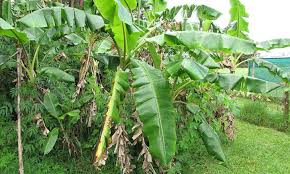 Perhaps you've got some spare space and are looking to plant a tree? Blue Java Banana The Ice Cream Banana Plant Dial A Service Canada