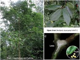 Image result for Antiaris