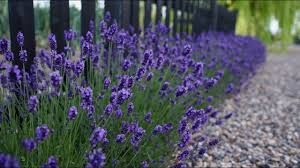 Some of our institutions are closed, but our experts are still moving! Sweet Romance Lavender Update Garden Answer Youtube