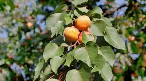 Abricotier Plantation Entretien Cote Maison
