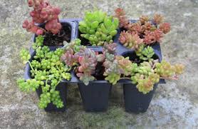 Sedum is a large genus of flowering plants in the family crassulaceae, members of which are commonly known as stonecrops. Mini Sedum 6 Miniature Sedum Plant Collection Mini Garden Plants Simply Succulents