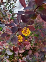 Image result for Berberis thunbergii