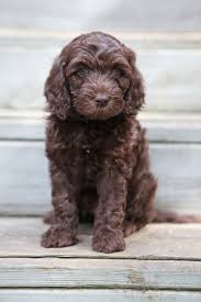 We preserve the quality of rutland manor and tegan park australian labradoodle puppies. Chocolate Labradoodle Labradoodle Puppy Australian Labradoodle Puppies Labradoodle