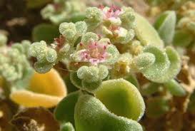 Image result for Galenia procumbens