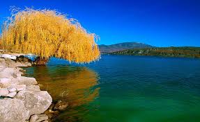 Willow tree bombonières are born of the passion of the artist susan lordi. Willow Trees 1080p 2k 4k 5k Hd Wallpapers Free Download Wallpaper Flare