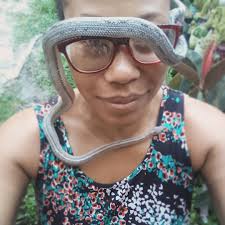 Milk, King, and Corn Snakes