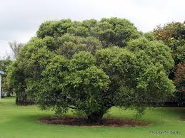 Image result for Streblus