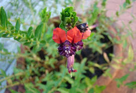Spring hill nurseries has the largest assortment of red perennials. Bat Faced Cuphea Shrub Is A Halloween Beauty