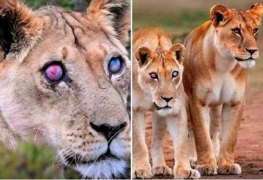 Blind lioness Josie survives 5 years with daughters' help