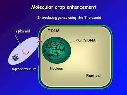 Maybe you would like to learn more about one of these? 17 18 19 20 21 22 23 24 25 26 27 Review Hereç—´ How Agrobacterium Causes The Formation Of Galls This Clever Bacterium Carries Around Plant Genes That It Doesnç¨š Use But When It Detects An Opening Meaning A Wounded Plant Cell Shown By The