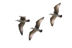 Burung terbang png vector clipart psd birds in sky png. Gambar Burung Cililinformat Png Gokil 17 Gambar Burung Merak Png Untuk Digunakan Gratis Tidak Ada Atribut Yang Di Perlukan