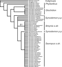 Image result for Phyllanthus macranthus